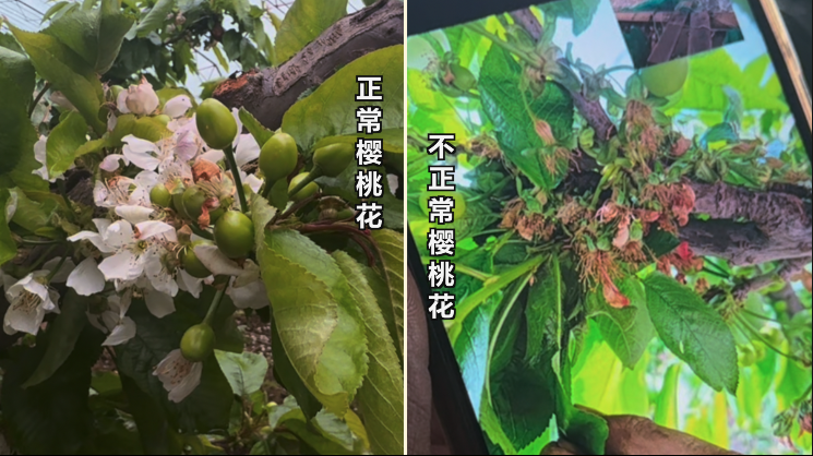 ▲左侧为正常樱桃花，右侧为用私配授粉药后的樱桃花。新京报记者 闫沫琛 摄